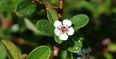 Baharda Cotoneaster bitkisinin çiçekleri küçük beyaz ve güzel çiçeklerdir.