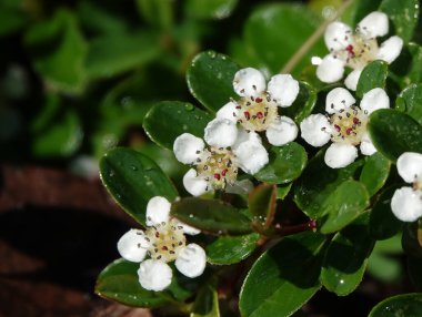 Baharda Cotoneaster bitkisinin çiçekleri küçük beyaz ve güzel çiçeklerdir.