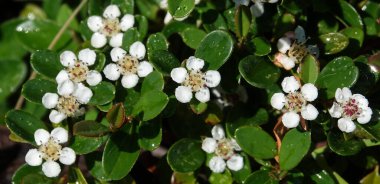 Baharda Cotoneaster bitkisinin çiçekleri küçük beyaz ve güzel çiçeklerdir.