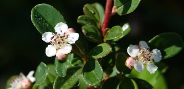 Baharda Cotoneaster bitkisinin çiçekleri küçük beyaz ve güzel çiçeklerdir.