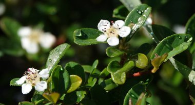 Baharda Cotoneaster bitkisinin çiçekleri küçük beyaz ve güzel çiçeklerdir.