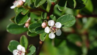 Baharda Cotoneaster bitkisinin çiçekleri küçük beyaz ve güzel çiçeklerdir.