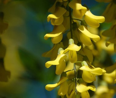 Çiçekler Bobovnik anagyriformes veya anagyrofolia veya ilkbahar ve yaz aylarında açan Altın duş