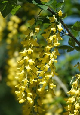 Flowers Bobovnik anagyriformes or anagyrofolia or Golden shower blooming in spring and summer clipart