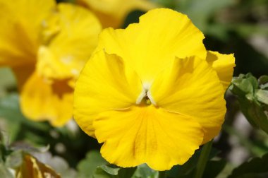 Viola Viola ya da Bahçe Pansy, Violet ailesinin uzun ömürlü bitkilerindendir..