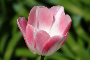 Lale çiçeği, bahar aylarında açık havada makro fotoğrafçılık yaparken çok narin ve güzeldir.