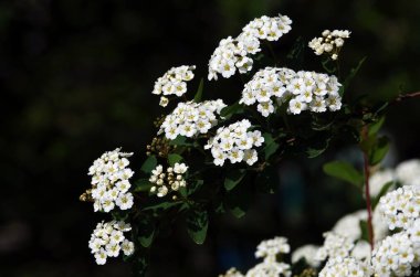 Spiraea Wangutta çiçekleri yaz mevsiminde çiçek açan küçük çiçek demetleri