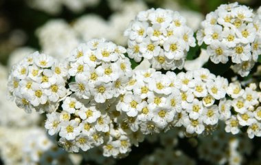 Spiraea Wangutta çiçekleri yaz mevsiminde çiçek açan küçük çiçek demetleri