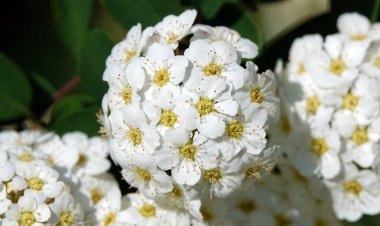Spiraea Wangutta çiçekleri yaz mevsiminde çiçek açan küçük çiçek demetleri