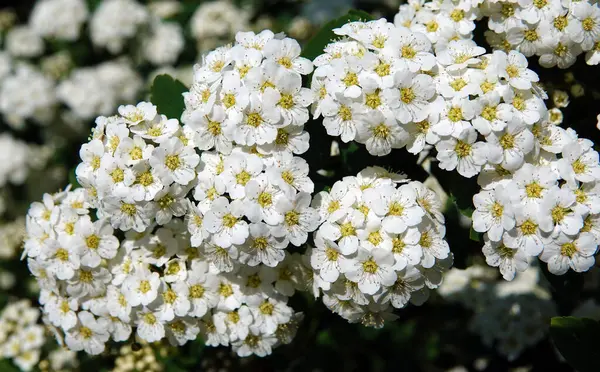 Spiraea Wangutta çiçekleri yaz mevsiminde çiçek açan küçük çiçek demetleri