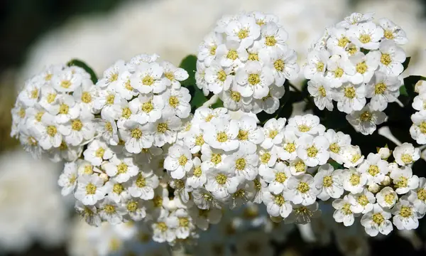 Spiraea Wangutta çiçekleri yaz mevsiminde çiçek açan küçük çiçek demetleri