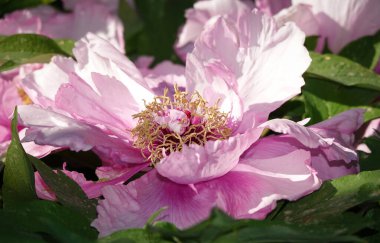 Peony Roca çiçeği (Peony Roca), Şakayık familyasından bir çiçek türü.