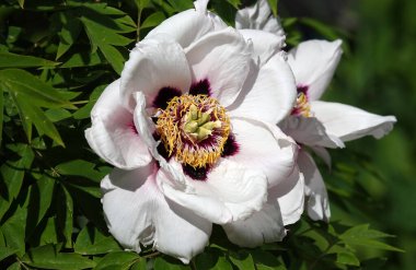 Peony Roca çiçeği (Peony Roca), Şakayık familyasından bir çiçek türü.