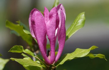 Magnolia lilyflower tree with large burgundy flower buds close-up clipart