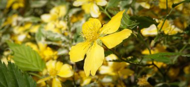 St. John's wort blooming with yellow flowers in spring clipart