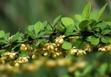 Böğürtlen çiçekleri çiçeklenme döneminde küçük pembe çiçeklerle açar..
