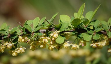 Böğürtlen çiçekleri çiçeklenme döneminde küçük pembe çiçeklerle açar..
