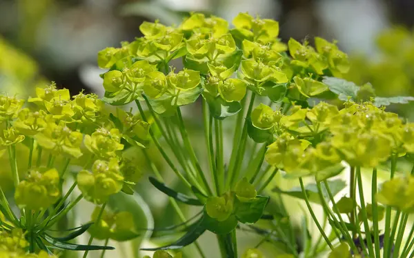 Mutluluk, baharda Ukrayna 'da yetişen yeşil çiçekli bir bitkidir..
