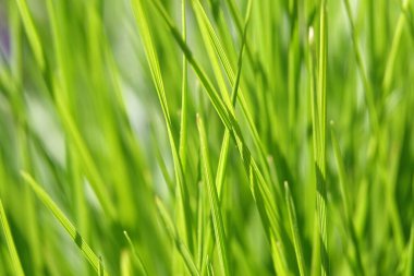 Background - Green grass Zubrovka fragrant sways in the wind clipart
