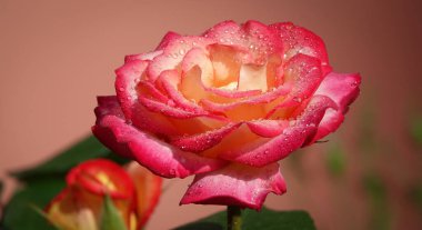 Pembe gül çiçeği, gülgiller (Rosaceae) familyasından uzun ömürlü bir çalı bitkisidir.