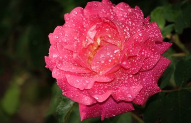 Pembe gül çiçeği, gülgiller (Rosaceae) familyasından uzun ömürlü bir çalı bitkisidir.