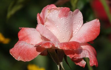 Pembe gül çiçeği, gülgiller (Rosaceae) familyasından uzun ömürlü bir çalı bitkisidir.