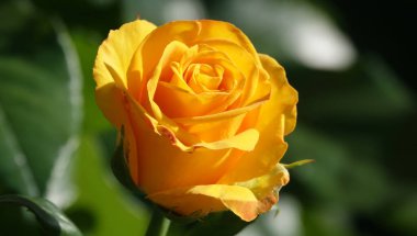 Sarı Gül çiçeği, Rosaceae familyasından uzun ömürlü bir çalı bitkisidir.