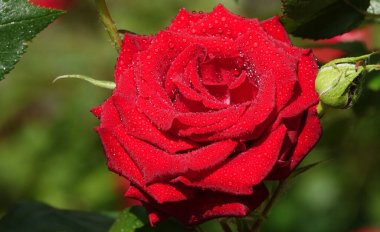 Kırmızı gül çiçeği uzun ömürlü bir çalılıktır, Rosaceae ailesi, Rosa cinsi.