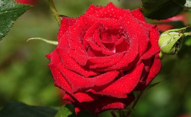 Red rose flower close-up is a perennial bush plant, family Rosaceae, genus Rosa clipart