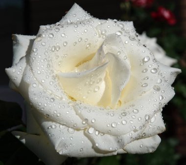 Beyaz gül çiçeği uzun ömürlü bir çalı bitkisidir, Rosaceae ailesi, gül kalçası cinsi.