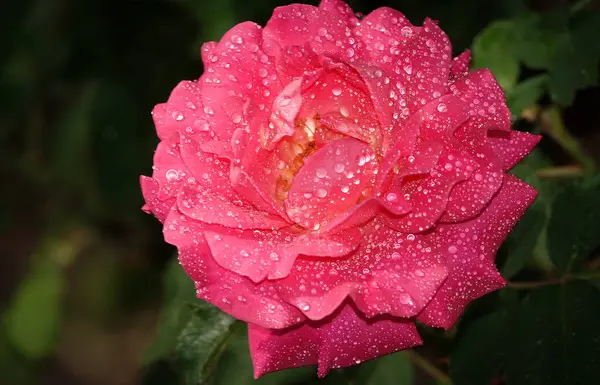 stock image Pink rose flower close-up - is a perennial bush plant, family Rosaceae, genus rose hips