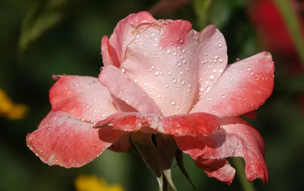 Stock image Pink rose flower close-up - is a perennial bush plant, family Rosaceae, genus rose hips