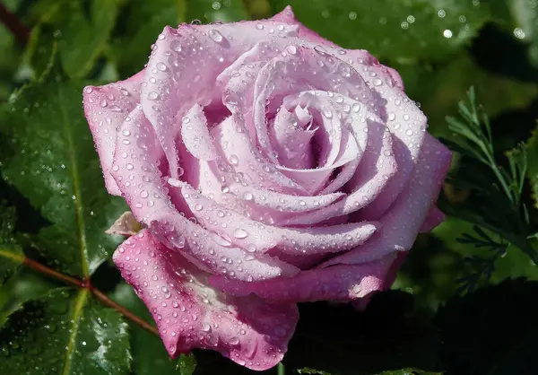 Stock image Rosa Lugdunum flower close-up - is a perennial bush plant, family Rosaceae, genus rose hips