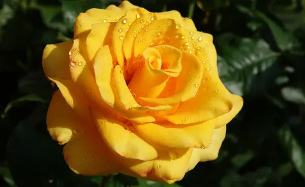 stock image Yellow Rose flower close-up - is a perennial bush plant, family Rosaceae, genus Rosa