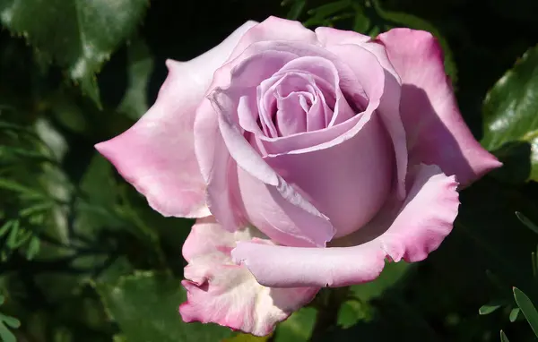 stock image Rosa Lugdunum flower close-up - is a perennial bush plant, family Rosaceae, genus rose hips