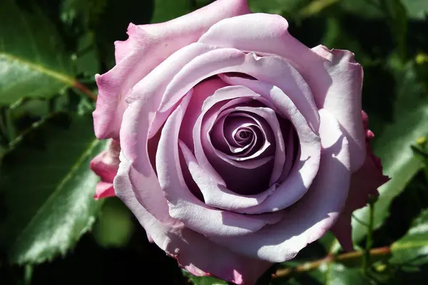 stock image Rosa Lugdunum flower close-up - is a perennial bush plant, family Rosaceae, genus rose hips