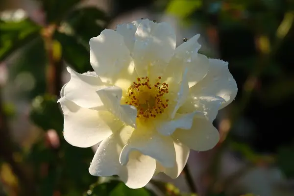 stock image Rose Luckenfund flower close-up - is a perennial bush plant, family Rosaceae, genus rose hips