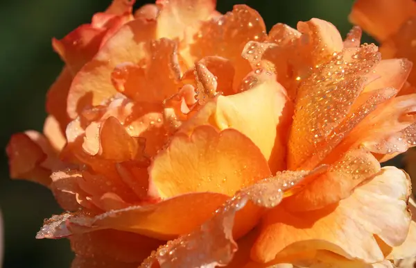 stock image Peach rose flower close-up - is a perennial bush plant, family Rosaceae, genus rose hips