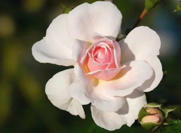 stock image Cream rose flower close-up is a perennial bush plant, family Rosaceae, genus Rosa