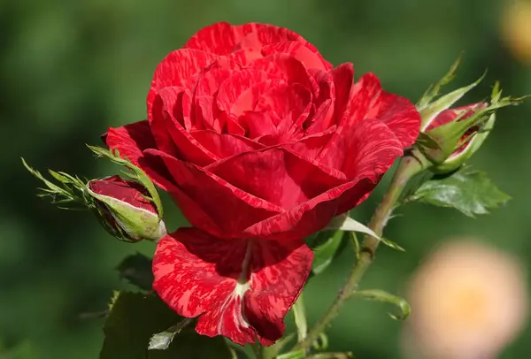 stock image Red rose flower close-up is a perennial bush plant, family Rosaceae, genus Rosa