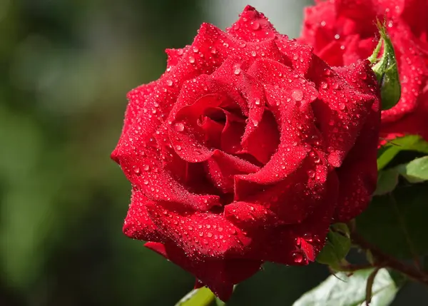 stock image Red rose flower close-up is a perennial bush plant, family Rosaceae, genus Rosa