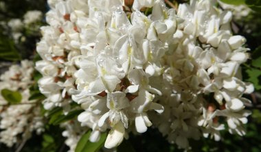 Robinia sahte akasya ya da Robinia sahte akasya veya Robinia psödoacia, veya Robinia yaygın ya da hatalı - beyaz akasya yaz başında çiçek açar