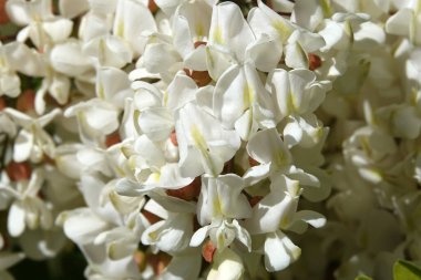 Robinia sahte akasya ya da Robinia sahte akasya veya Robinia psödoacia, veya Robinia yaygın ya da hatalı - beyaz akasya yaz başında çiçek açar