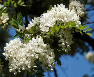 Robinia sahte akasya ya da Robinia sahte akasya veya Robinia psödoacia, veya Robinia yaygın ya da hatalı - beyaz akasya yaz başında çiçek açar