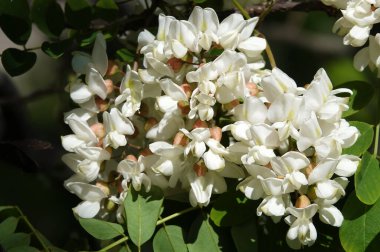 Robinia sahte akasya ya da Robinia sahte akasya veya Robinia psödoacia, veya Robinia yaygın ya da hatalı - beyaz akasya yaz başında çiçek açar
