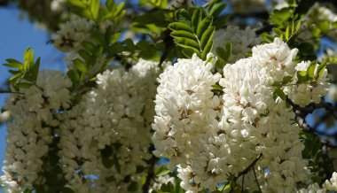 Robinia sahte akasya ya da Robinia sahte akasya veya Robinia psödoacia, veya Robinia yaygın ya da hatalı - beyaz akasya yaz başında çiçek açar
