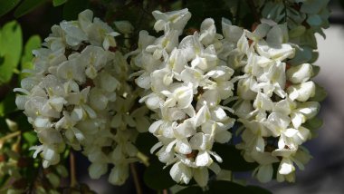 Robinia sahte akasya ya da Robinia sahte akasya veya Robinia psödoacia, veya Robinia yaygın ya da hatalı - beyaz akasya yaz başında çiçek açar