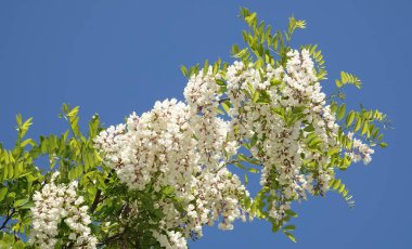 Robinia sahte akasya ya da Robinia sahte akasya veya Robinia psödoacia, veya Robinia yaygın ya da hatalı - beyaz akasya yaz başında çiçek açar