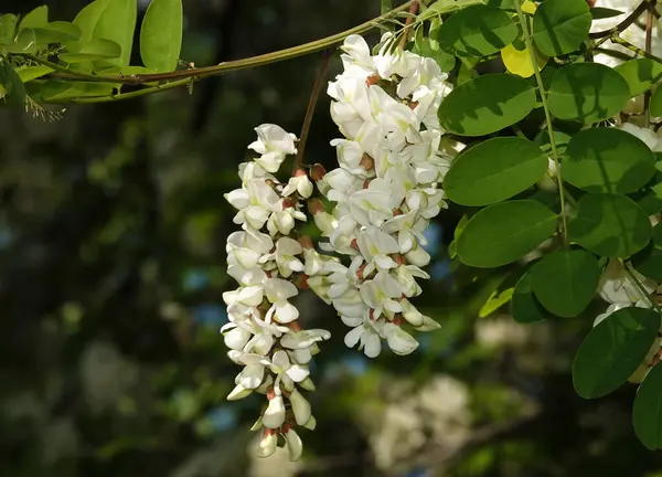 Robinia sahte akasya ya da Robinia sahte akasya veya Robinia psödoacia, veya Robinia yaygın ya da hatalı - beyaz akasya yaz başında çiçek açar