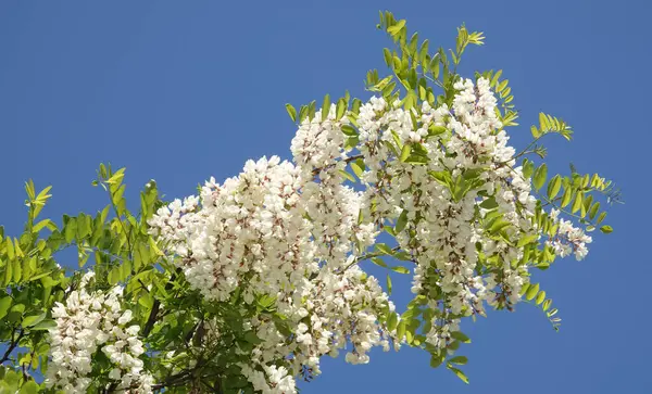 Robinia sahte akasya ya da Robinia sahte akasya veya Robinia psödoacia, veya Robinia yaygın ya da hatalı - beyaz akasya yaz başında çiçek açar